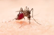 Cegah Malaria Dengan Bersih-bersih Rumah